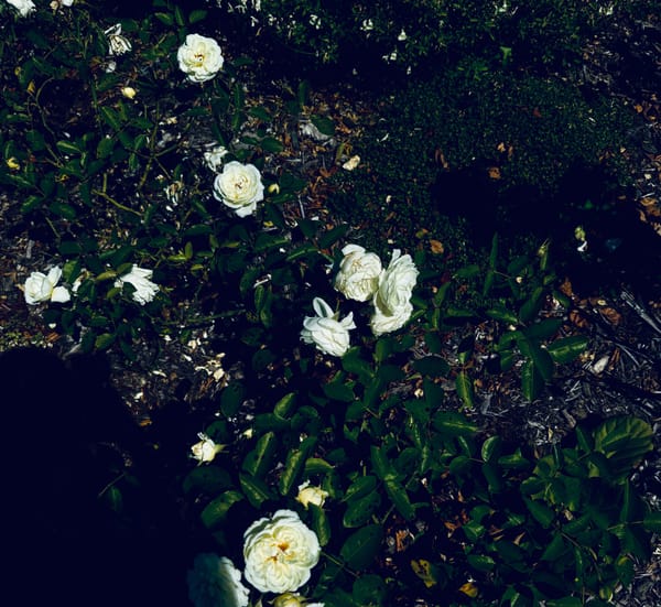 She Gave Herself To The Sky