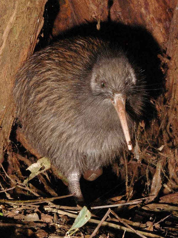 Oh, So We're Killing Kiwi Now?